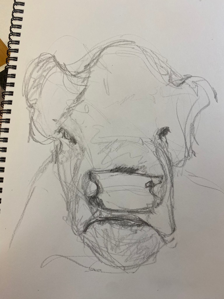 Preliminary sketch of a cow's face that was later used to create an animation.